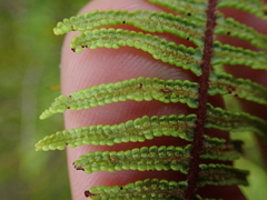 Gleichenia ×punctulata