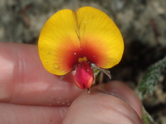 Isotropis cuneifolia