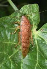 Rhabdoblatta rustica
