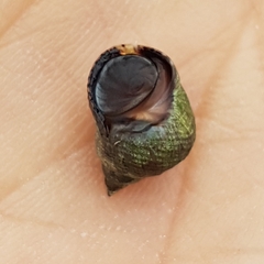 Tectarius striatus