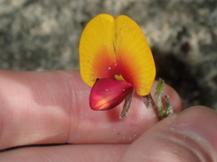 Isotropis cuneifolia