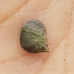 Tectarius striatus