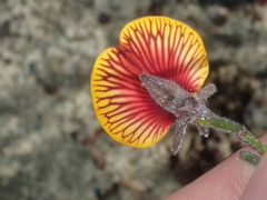 Isotropis cuneifolia