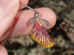 Isotropis cuneifolia