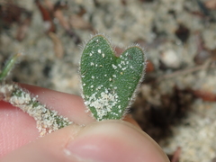 Isotropis cuneifolia