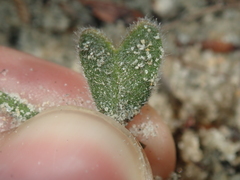 Isotropis cuneifolia