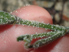 Isotropis cuneifolia