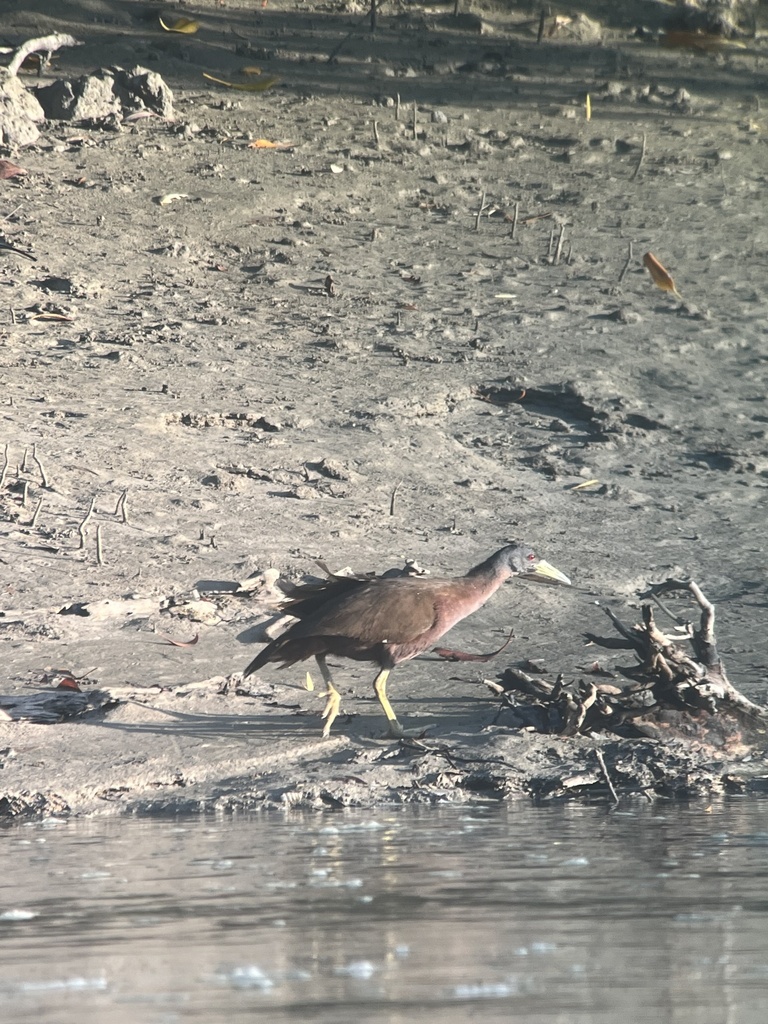 Chestnut Rail from Shoal Bay, Buffalo Creek, NT, AU on August 02, 2022 ...