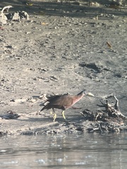 Gallirallus castaneoventris