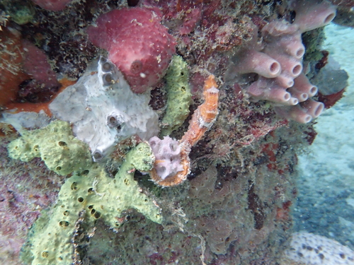 Hippocampus reidi
