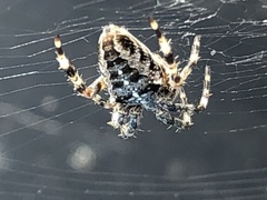 Araneus diadematus