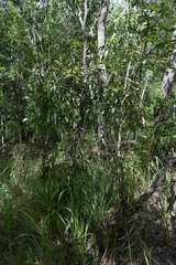 Dendrophthoe glabrescens