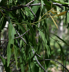 Dendrophthoe glabrescens