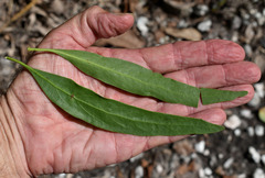 Dendrophthoe glabrescens