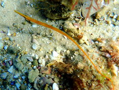 Stigmatopora narinosa