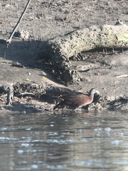 Gallirallus castaneoventris