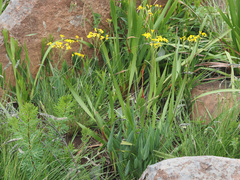 Senecio glaberrimus