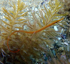 Stigmatopora narinosa