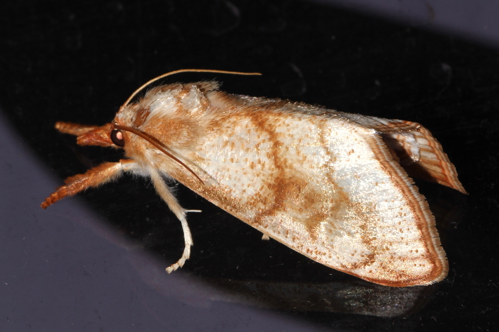 Styphlolepis squamosalis