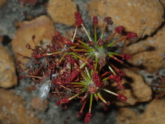 Drosera barbigera