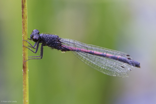 iNaturalist observation photo of Western Red Damsel