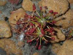 Drosera barbigera