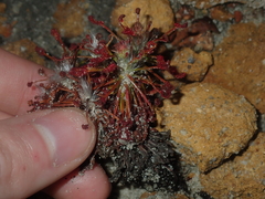 Drosera barbigera