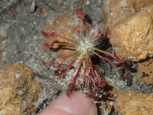 Drosera barbigera