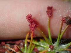 Drosera barbigera