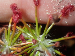 Drosera barbigera
