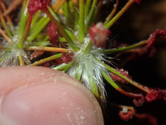 Drosera barbigera