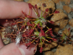 Drosera barbigera