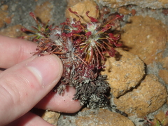 Drosera barbigera
