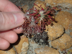 Drosera barbigera