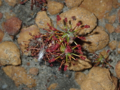 Drosera barbigera