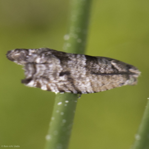 iNaturalist observation photo of Tortricid Leafroller Moths