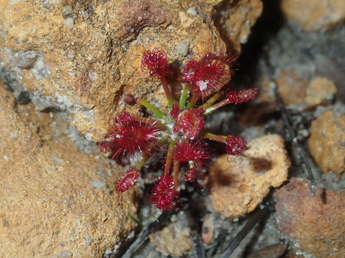 Drosera barbigera (Drosera barbigera)
