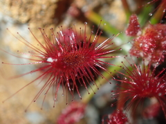 Drosera barbigera
