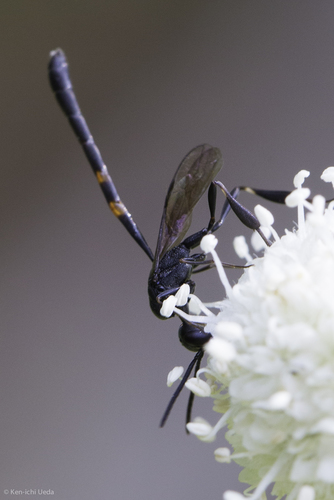 iNaturalist observation photo of Gasteruption