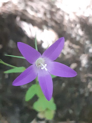 Campanula lusitanica