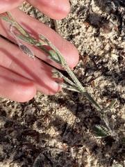 Isotropis cuneifolia