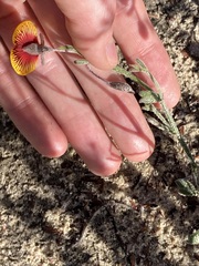 Isotropis cuneifolia