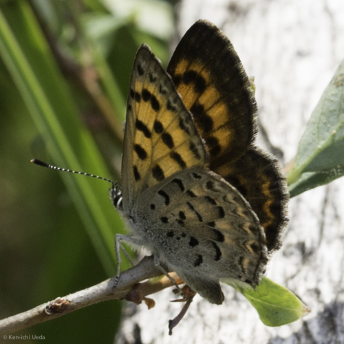iNaturalist observation photo of Mariposa Copper