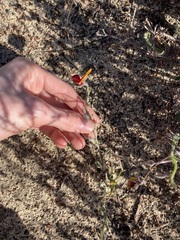 Isotropis cuneifolia