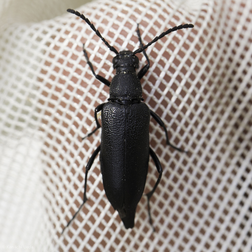 iNaturalist observation photo of Pygoleptura brevicornis