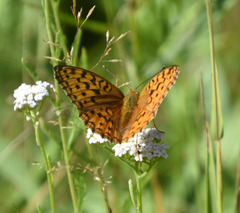 Argynnis adippe