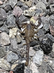Pseudouroctonus moyeri