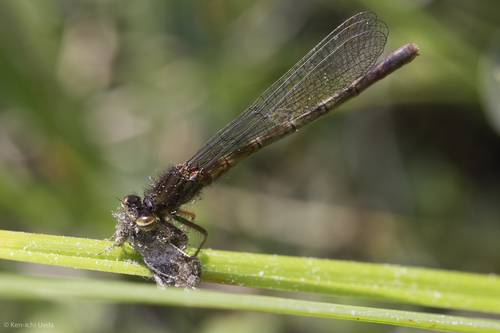 iNaturalist observation photo of Western Red Damsel