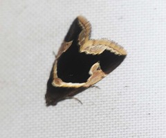 Fodina