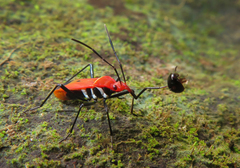 Dindymus rubiginosus